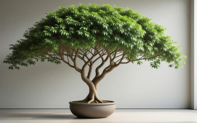 Szobafikusz (Ficus benjamina) metszése és formázása