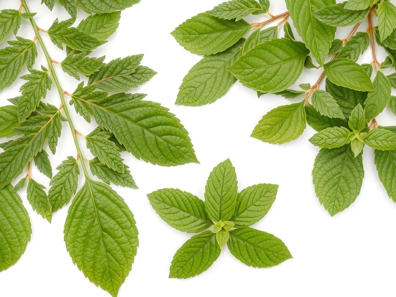 A Neem természetes rovarirtóként fenntartható kertészeti megoldás.