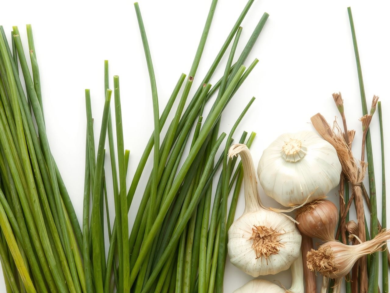 A snidling gazdag kéntartalmú vegyületekben, mint az Allium család tagjai.